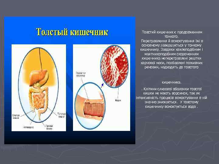 Товстий кишечник є продовженням тонкого. Перетравлення й всмоктування їжі в основному завершується у тонкому