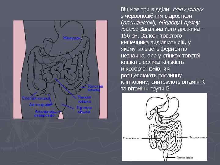 Він має три відділи: сліпу кишку з червоподібним відростком (апендиксом), ободову і пряму кишки.