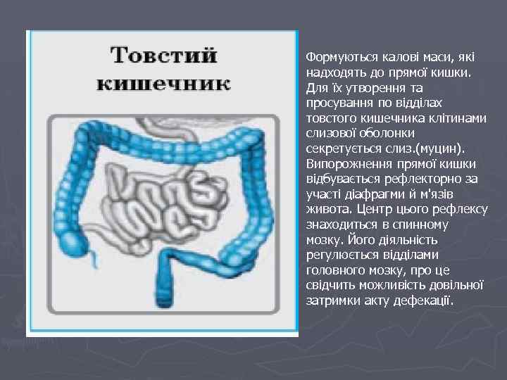 Формуються калові маси, які надходять до прямої кишки. Для їх утворення та просування по