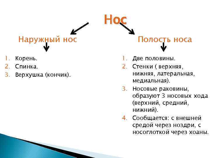 Нос Наружный нос 1. Корень. 2. Спинка. 3. Верхушка (кончик). Полость носа 1. Две