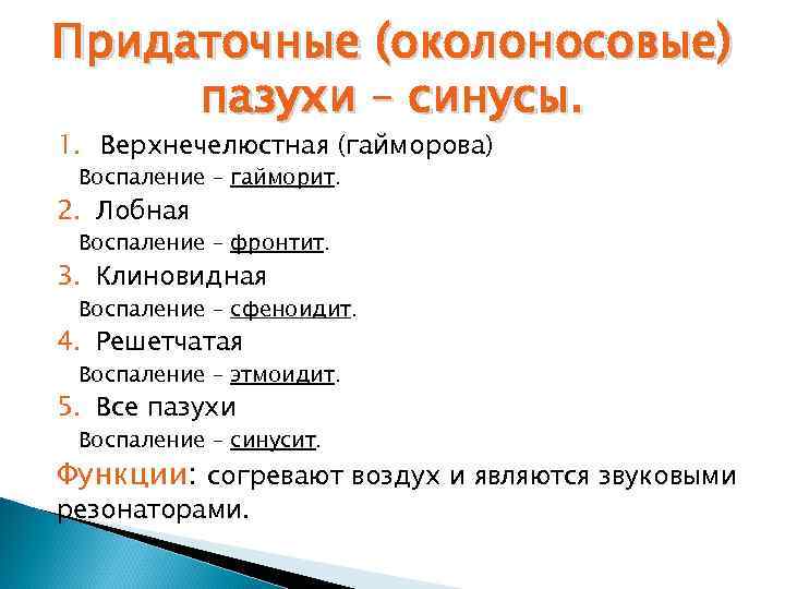 Придаточные (околоносовые) пазухи – синусы. 1. Верхнечелюстная (гайморова) Воспаление – гайморит. 2. Лобная Воспаление