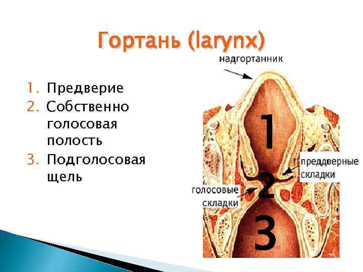 Гортань (larynx) 1. Предверие 2. Собственно голосовая полость 3. Подголосовая щель 1 2 3