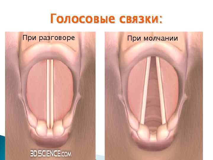 Голосовые связки: При разговоре При молчании 