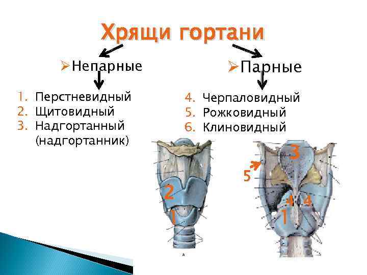 Хрящи гортани ØПарные ØНепарные 1. Перстневидный 2. Щитовидный 3. Надгортанный (надгортанник) 4. Черпаловидный 5.