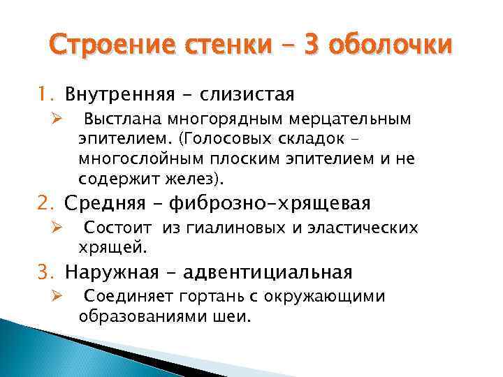 Строение стенки – 3 оболочки 1. Внутренняя - слизистая Ø Выстлана многорядным мерцательным эпителием.