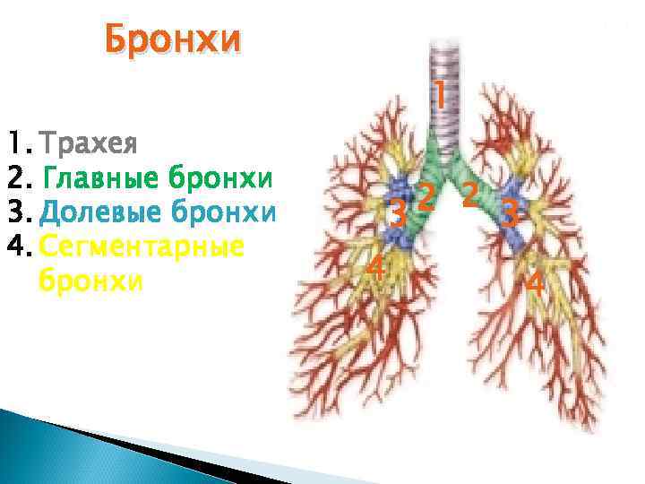 Бронхи 1. Трахея 2. Главные бронхи 3. Долевые бронхи 4. Сегментарные бронхи 1 2