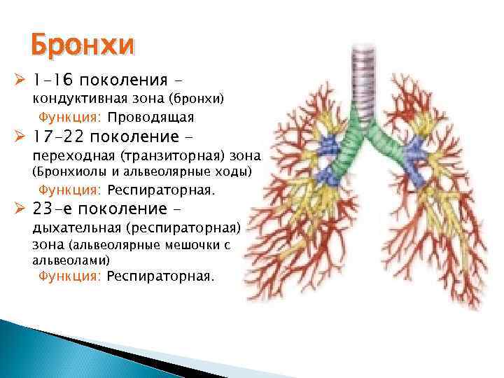 Бронхи Ø 1 -16 поколения - кондуктивная зона (бронхи) Функция: Проводящая Ø 17 -22