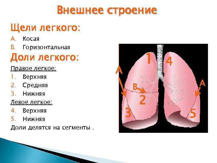 Внешнее строение Щели легкого: A. Косая B. Горизонтальная Доли легкого: Правое легкое: 1. Верхняя