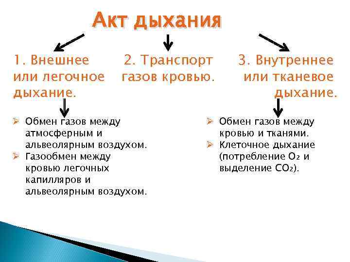 Акт дыхания 1. Внешнее или легочное дыхание. 2. Транспорт газов кровью. Ø Обмен газов