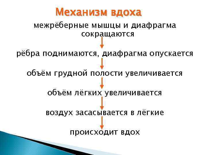 Механизм вдоха межрёберные мышцы и диафрагма сокращаются рёбра поднимаются, диафрагма опускается объём грудной полости