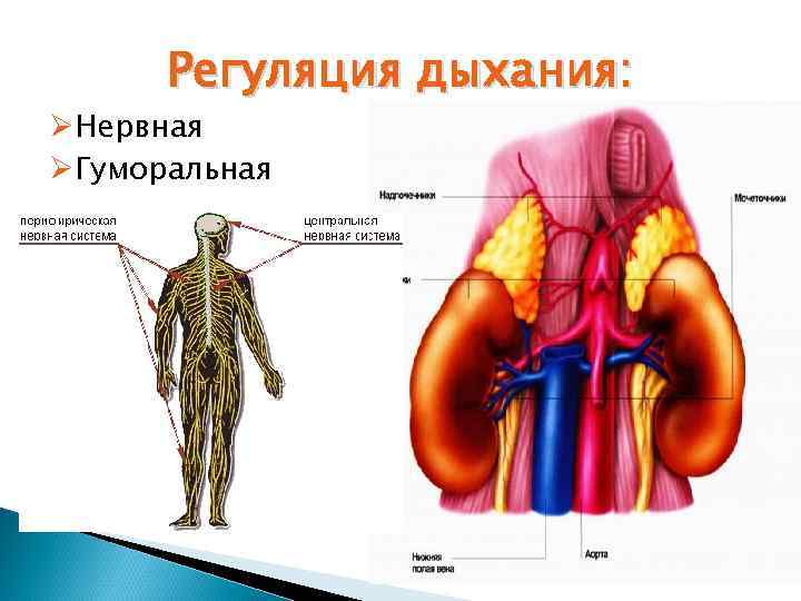 Регуляция дыхания: ØНервная ØГуморальная 