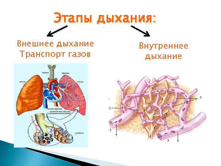 Этапы дыхания: Внешнее дыхание Транспорт газов Внутреннее дыхание 