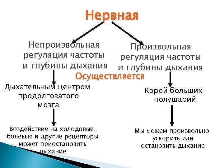 Нервная Непроизвольная Произвольная регуляция частоты и глубины дыхания Осуществляется Дыхательным центром продолговатого мозга Воздействие