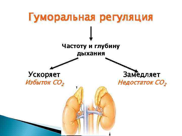 Гуморальная регуляция Частоту и глубину дыхания Ускоряет Избыток СО 2 Замедляет Недостаток СО 2