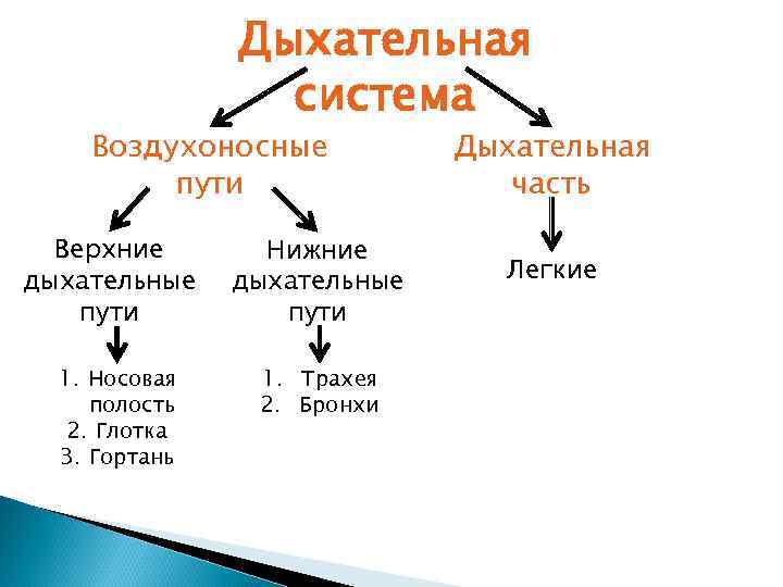 Дыхательная система Воздухоносные пути Верхние дыхательные пути 1. Носовая полость 2. Глотка 3. Гортань