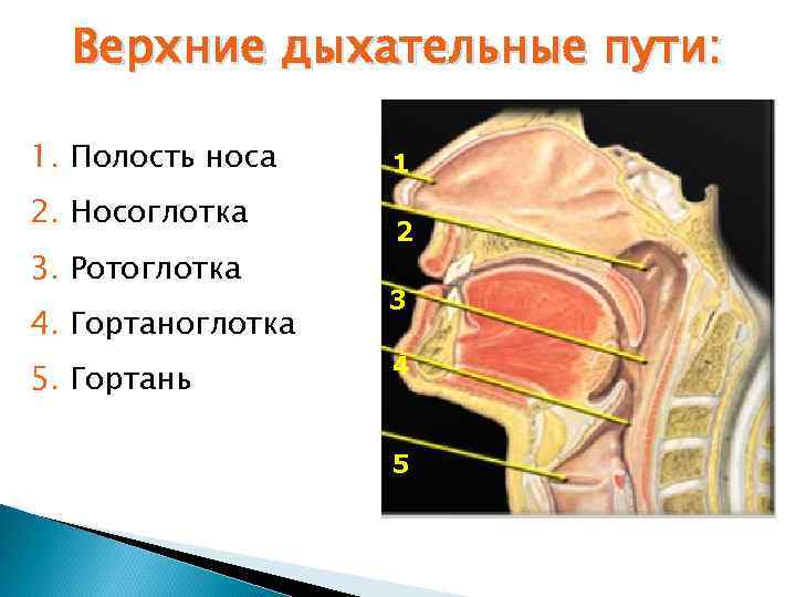 Верхние дыхательные пути: 1. Полость носа 1 2. Носоглотка 2 3. Ротоглотка 4. Гортаноглотка