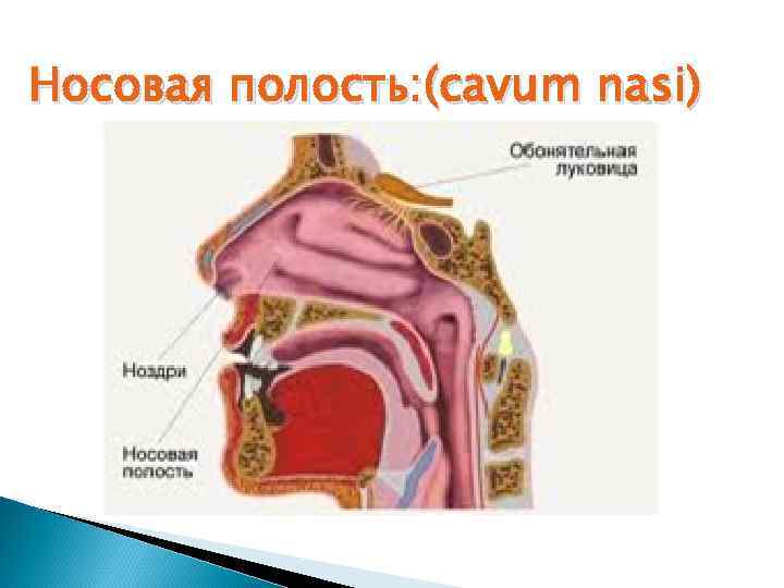 Носовая полость: (cavum nasi) 