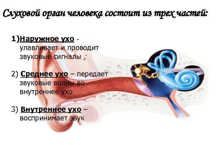Слуховой орган человека состоит из трех частей: 1)Наружное ухо - улавливает и проводит звуковые