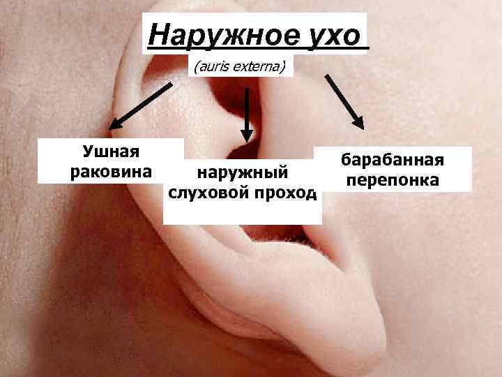  Наружное ухо (auris externa) Ушная раковина наружный слуховой проход барабанная перепонка 