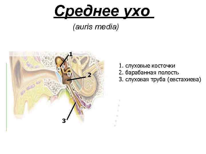 Укажите стенки cavitas tympani