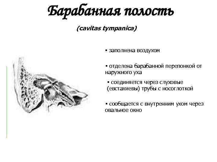 Барабанная полость (cavitas tympanica) § заполнена воздухом § отделена барабанной перепонкой от наружного уха