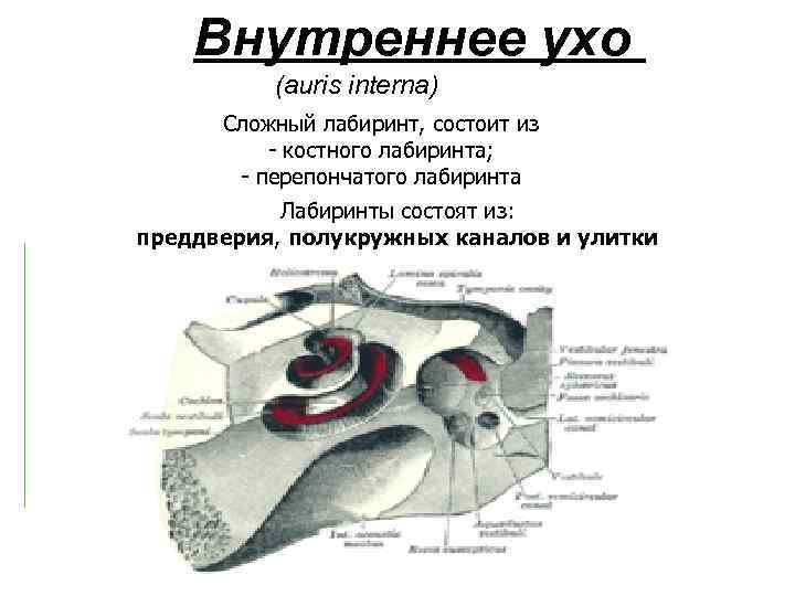 Внутреннее ухо (auris interna) Сложный лабиринт, состоит из - костного лабиринта; - перепончатого лабиринта