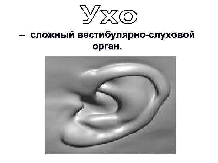  – сложный вестибулярно-слуховой орган. 