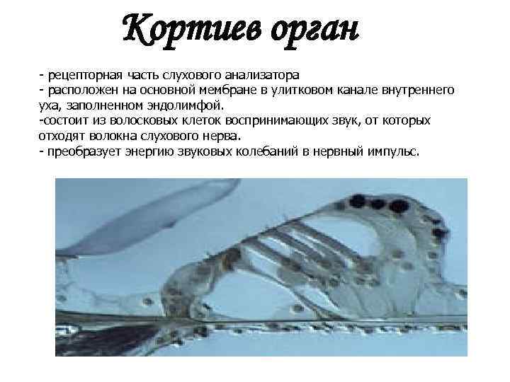 Кортиев орган - рецепторная часть слухового анализатора - расположен на основной мембране в улитковом