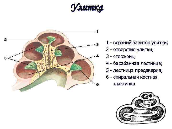 Блок схема слуховой сенсорной системы