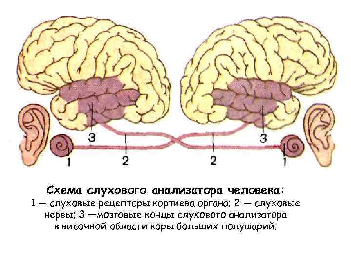 Схема слухового анализатора человека: 1 — слуховые рецепторы кортиева органа; 2 — слуховые нервы;
