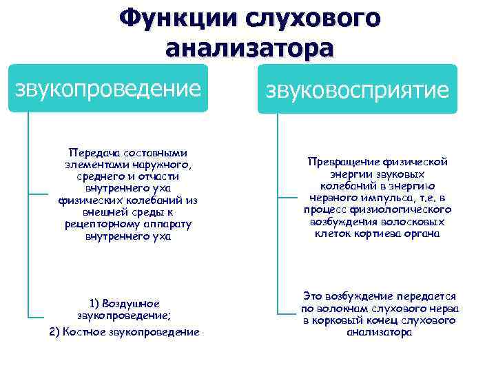 Функции слухового анализатора звукопроведение Передача составными элементами наружного, среднего и отчасти внутреннего уха физических