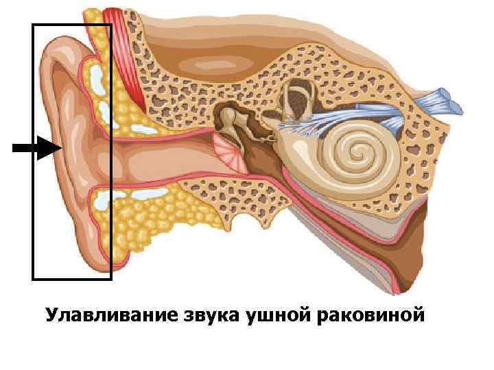  Улавливание звука ушной раковиной 