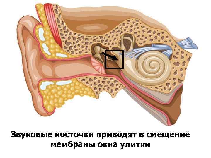  Звуковые косточки приводят в смещение мембраны окна улитки 