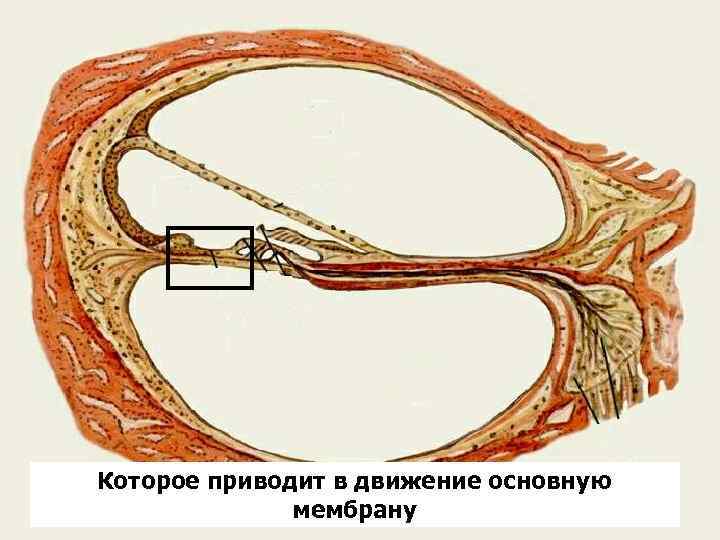  Которое приводит в движение основную мембрану 