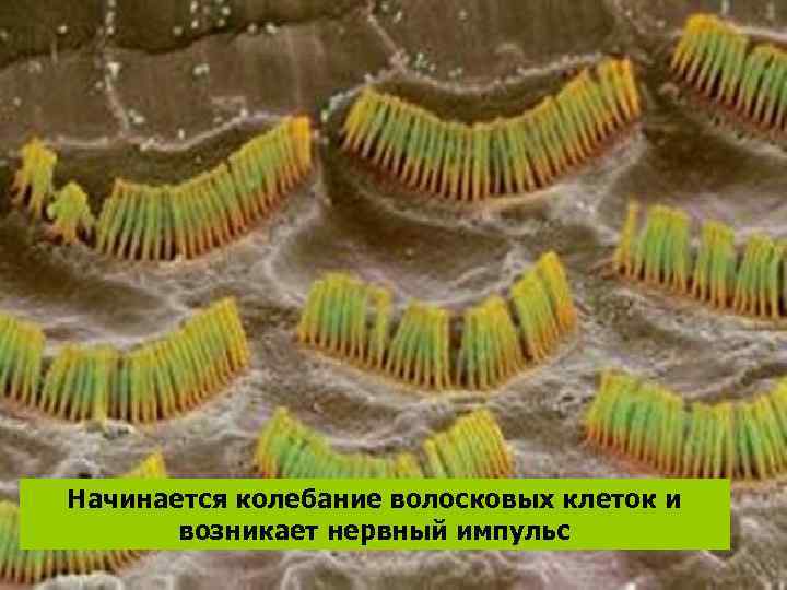  Начинается колебание волосковых клеток и возникает нервный импульс 