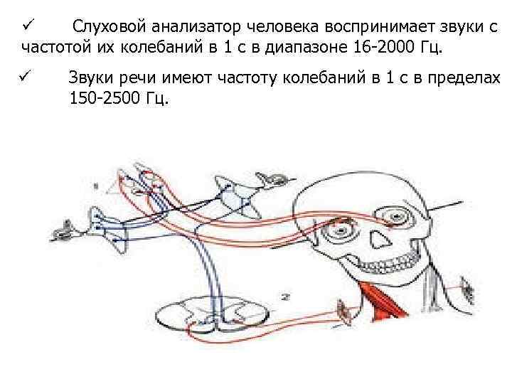 ü Слуховой анализатор человека воспринимает звуки с частотой их колебаний в 1 с в