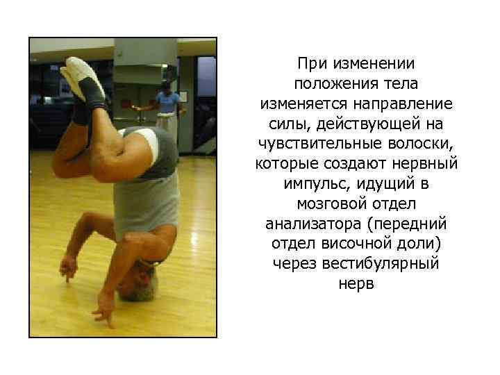  При изменении положения тела изменяется направление силы, действующей на чувствительные волоски, которые создают