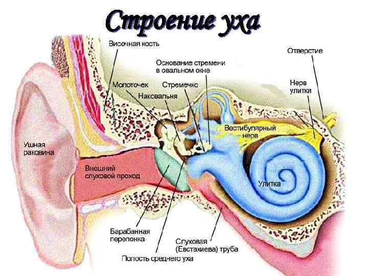  Строение уха 