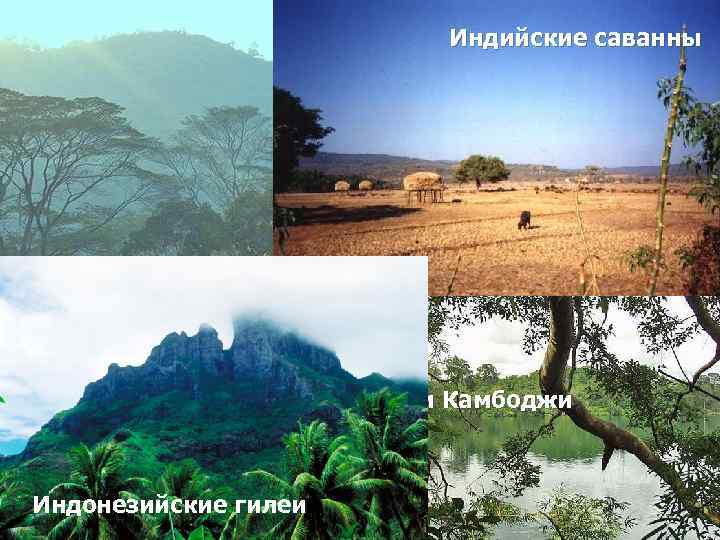 Природные условия Индийские саванны Тайга – листв. леса – лесостепи, степи Полупустыни и пустыни: