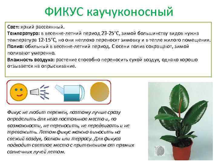 ФИКУС каучуконосный Свет: яркий рассеянный. Температура: в весенне-летний период 23 -25°C, зимой большинству видов