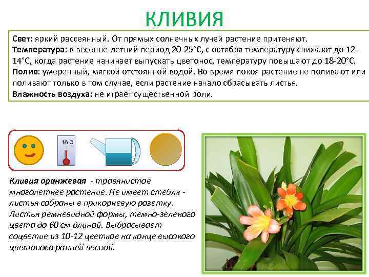 Картотека комнатных растений в детском саду с картинками