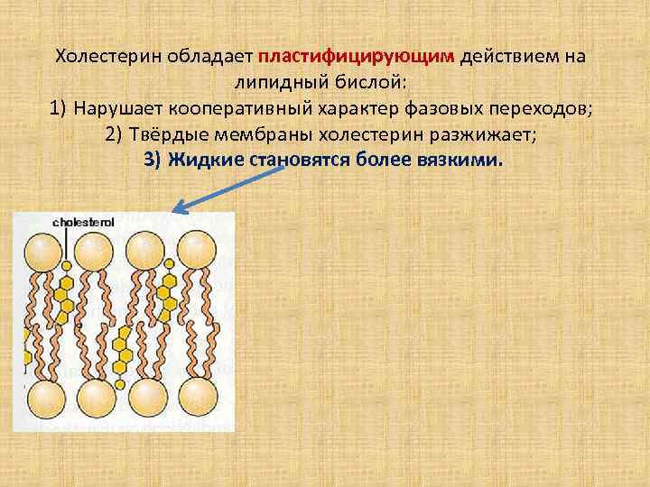 Холестерин обладает пластифицирующим действием на липидный бислой: 1) Нарушает кооперативный характер фазовых переходов; 2)