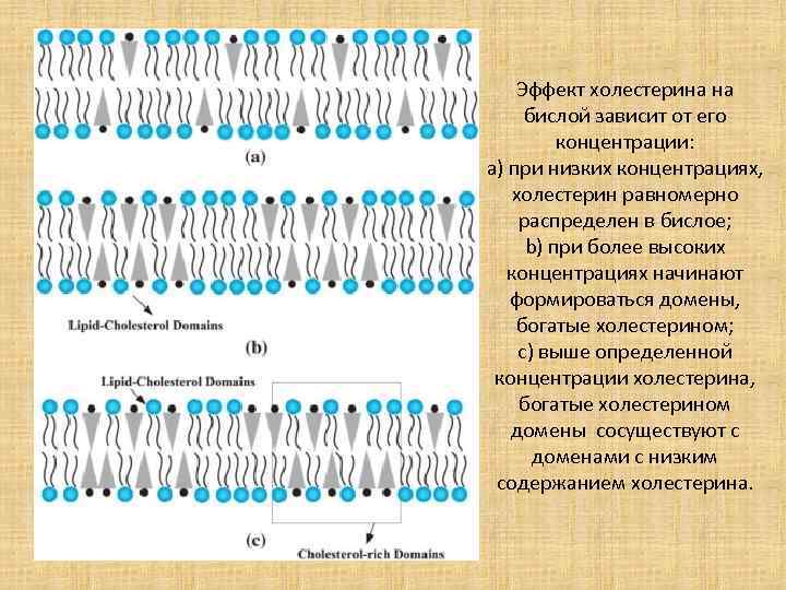Эффект холестерина на бислой зависит от его концентрации: а) при низких концентрациях, холестерин равномерно