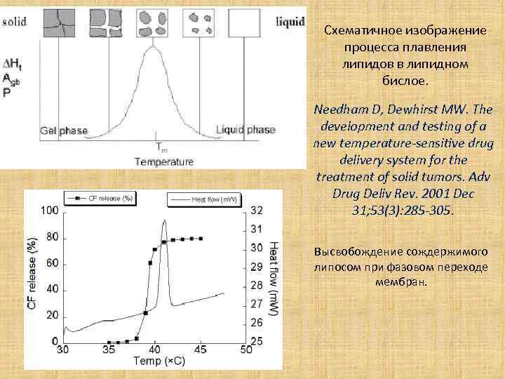 Схематичное изображение процесса плавления липидов в липидном бислое. Needham D, Dewhirst MW. The development