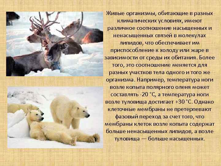 Живые организмы, обитающие в разных климатических условиях, имеют различное соотношение насыщенных и ненасыщенных связей