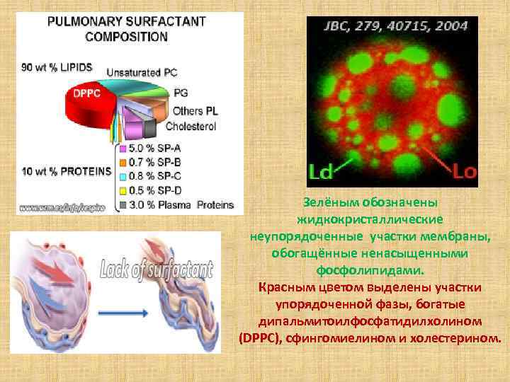 Зелёным обозначены жидкокристаллические неупорядоченные участки мембраны, обогащённые ненасыщенными фосфолипидами. Красным цветом выделены участки упорядоченной