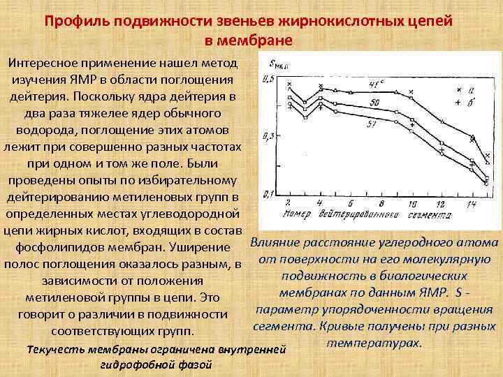 Профиль подвижности звеньев жирнокислотных цепей в мембране Интересное применение нашел метод изучения ЯМР в