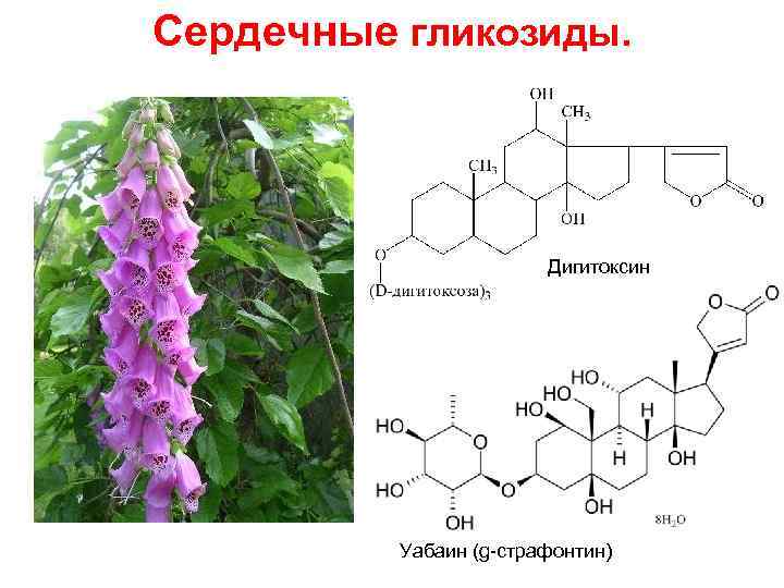 Сердечные гликозиды фото