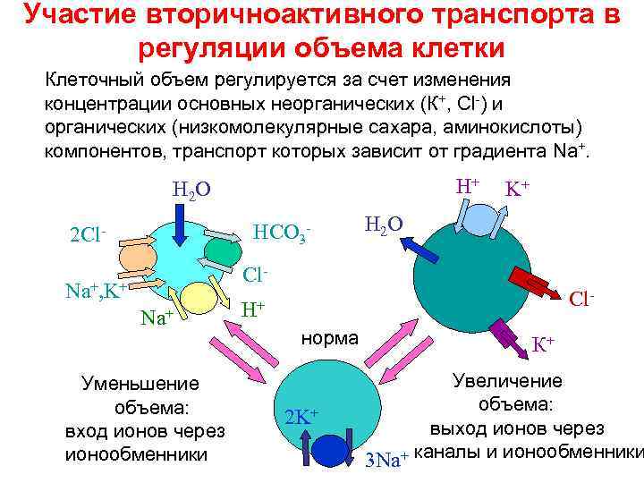 Транспорт аминокислот раскручивание двойной спирали. Первично-активный транспорт аминокислот. Первичный и вторичный активный транспорт. Активный транспорт Сахаров и аминокислот. Активный транспорт ионов осуществляется за счет.