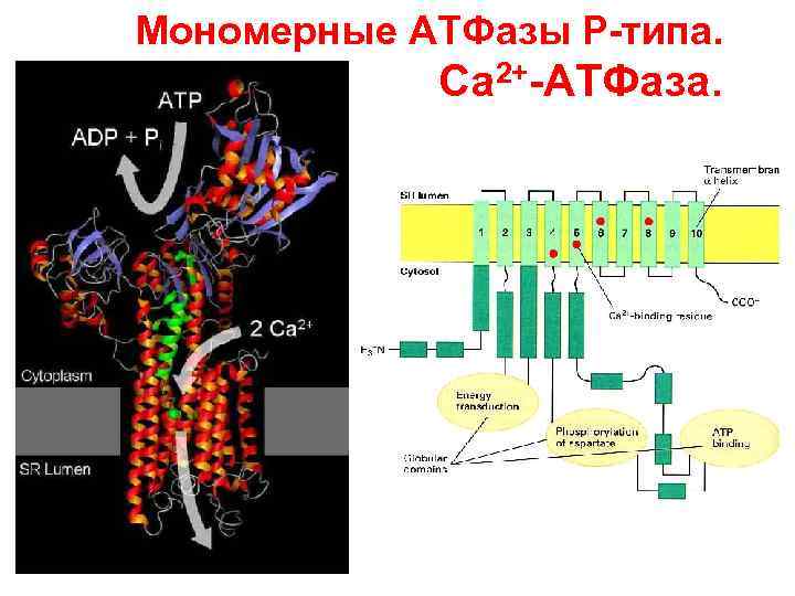 Атфаза. Са2+-АТФАЗЫ. Схема действия CA АТФАЗЫ. Кальций АТФАЗА. Ca2+ АТФАЗА.